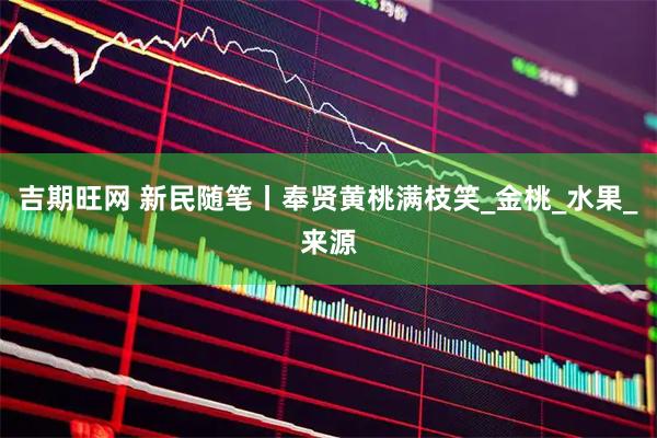 吉期旺网 新民随笔丨奉贤黄桃满枝笑_金桃_水果_来源